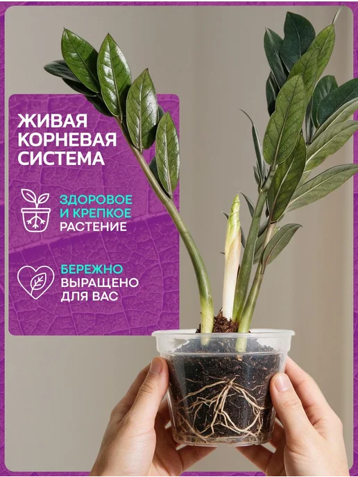 Весналия Замиокулькас Равен комнатный цветок в горшке живой, вариант, фото 7