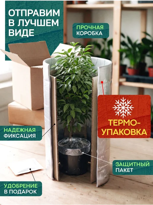 Весналия Замиокулькас Равен комнатный цветок в горшке живой, вариант, фото 8