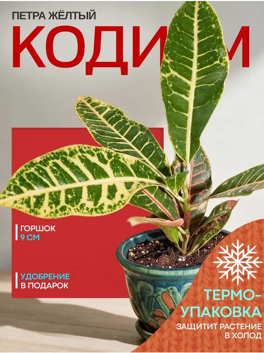 Весналия Кодиум Петра Жёлтый комнатный цветок в горшке живой, желтый