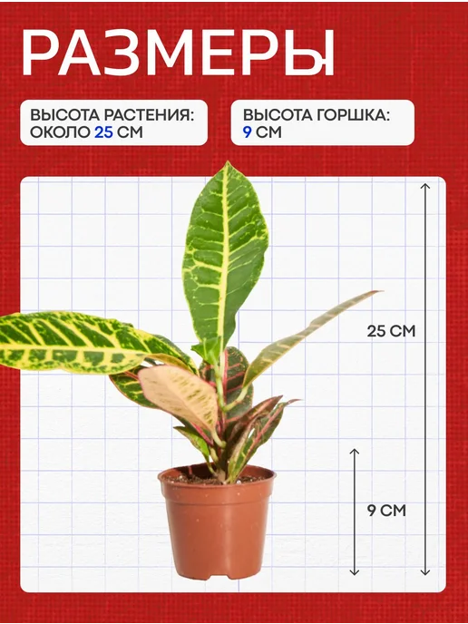 Весналия Кодиум Петра Жёлтый комнатный цветок в горшке живой, желтый, фото 3