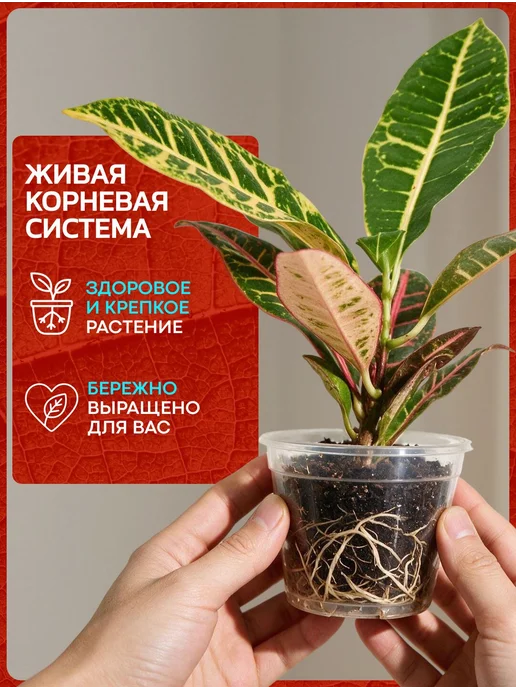 Весналия Кодиум Петра Жёлтый комнатный цветок в горшке живой, желтый, фото 7