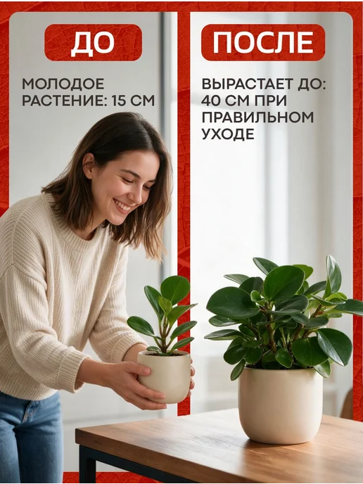 Весналия Пеперомия Туполистная комнатный цветок в горшке живой, вариант, фото 5