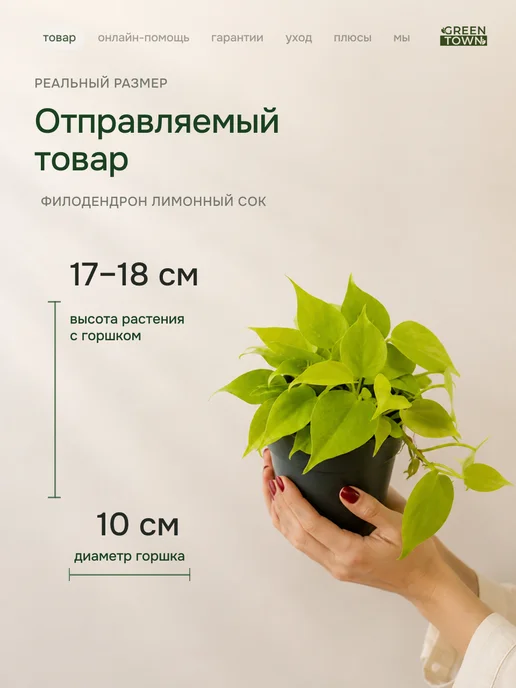 GREEN TOWN Филодендрон Лимонный Сок живое растение, зеленый, фото 2