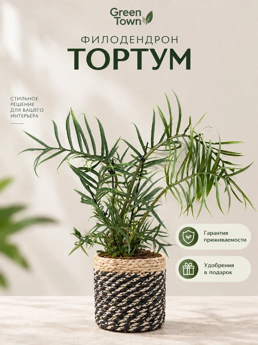 ROOTED Филодендрон Тортум живое комнатное растение, зеленый