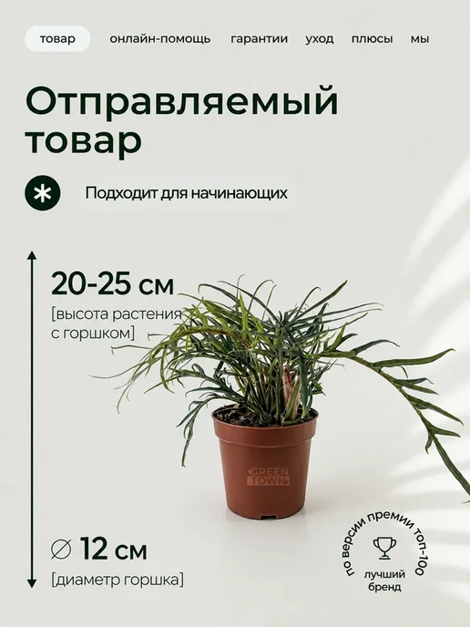 ROOTED Филодендрон Тортум живое комнатное растение, зеленый, фото 2