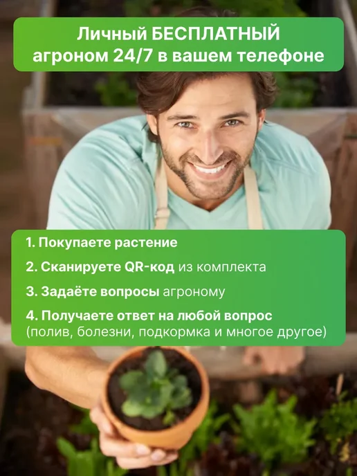 ROOTED Филодендрон Тортум живое комнатное растение, зеленый, фото 3