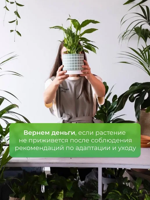 ROOTED Филодендрон Тортум живое комнатное растение, зеленый, фото 4