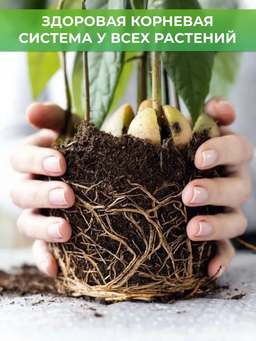 ROOTED Филодендрон Тортум живое комнатное растение, зеленый, фото 5