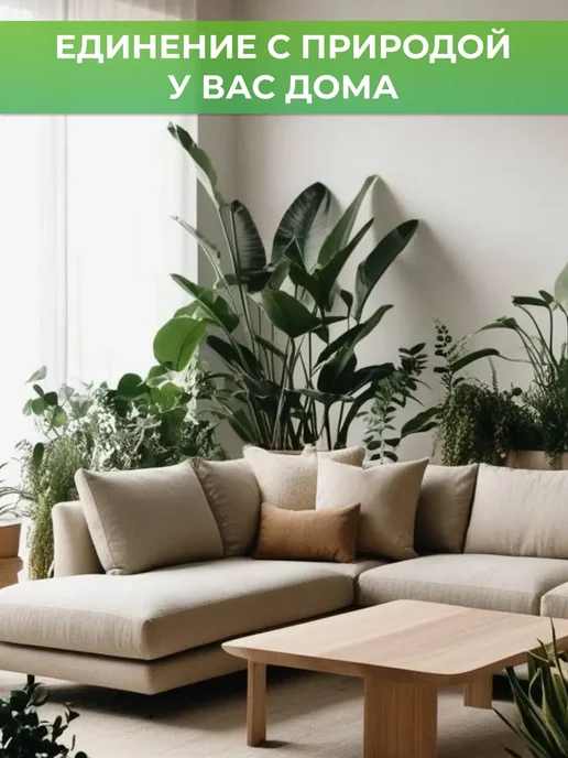 ROOTED Филодендрон Тортум живое комнатное растение, зеленый, фото 6