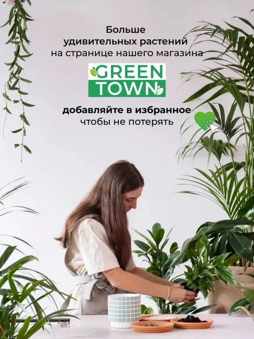 ROOTED Филодендрон Тортум живое комнатное растение, зеленый, фото 7