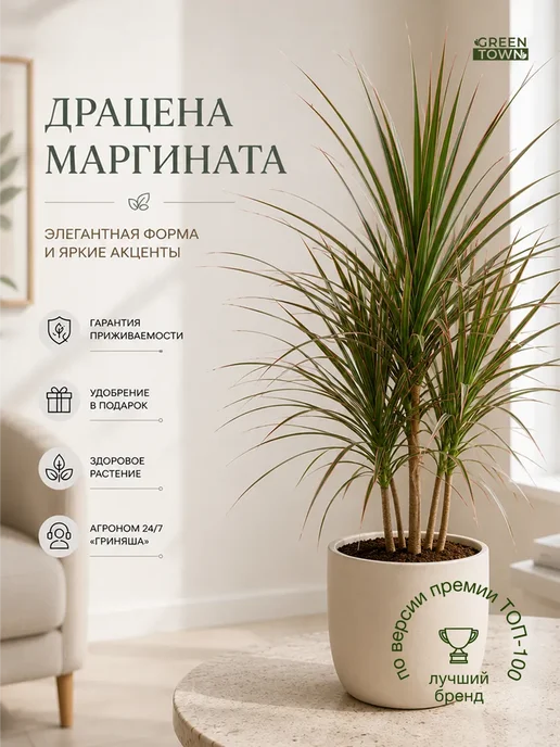 ROOTED Драцена Маргината живое растение, зеленый