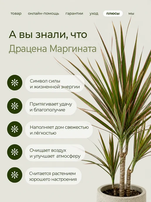 ROOTED Драцена Маргината живое растение, зеленый, фото 10