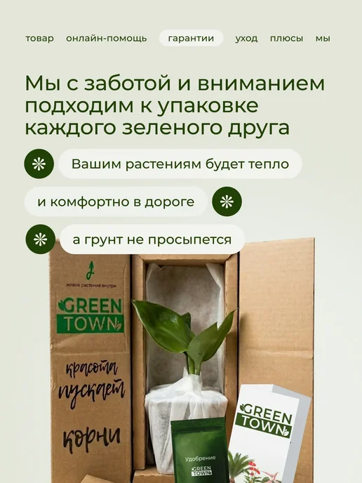 ROOTED Драцена Маргината живое растение, зеленый, фото 11