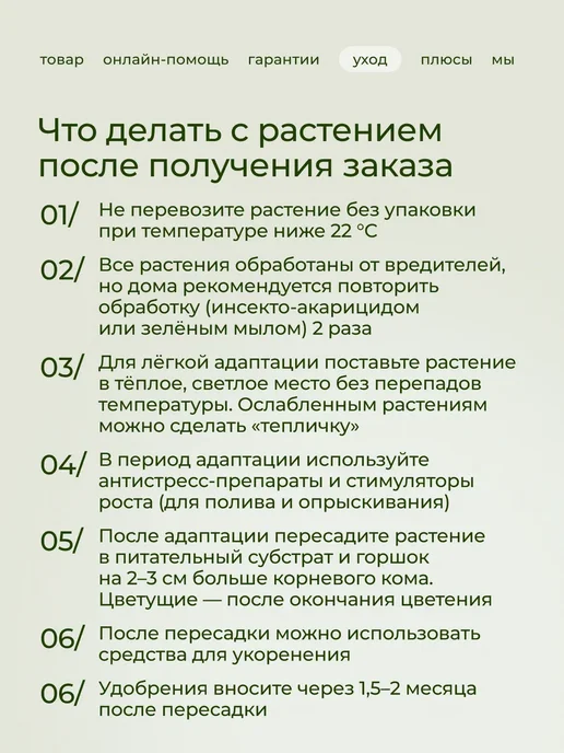 ROOTED Драцена Маргината живое растение, зеленый, фото 12