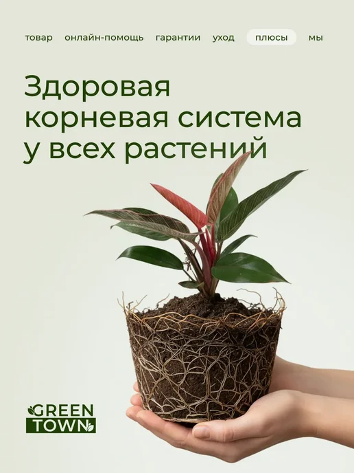 ROOTED Драцена Маргината живое растение, зеленый, фото 13