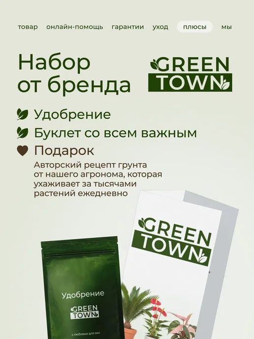 ROOTED Драцена Маргината живое растение, зеленый, фото 14
