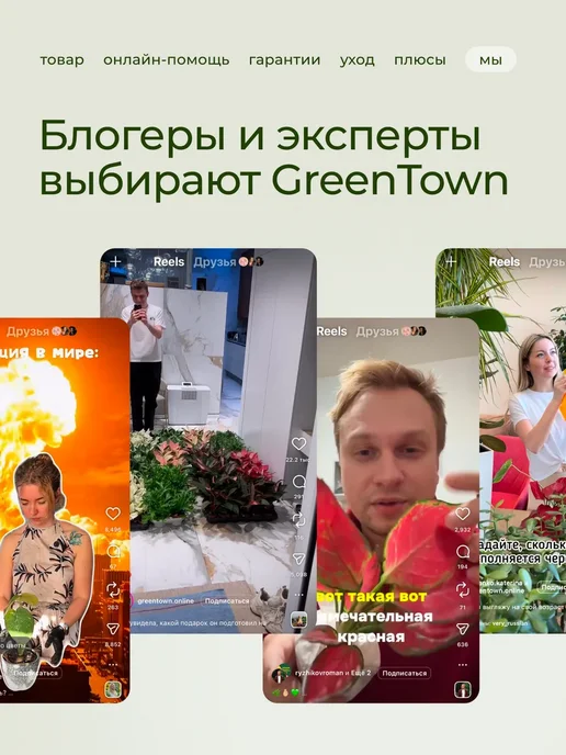 ROOTED Драцена Маргината живое растение, зеленый, фото 15
