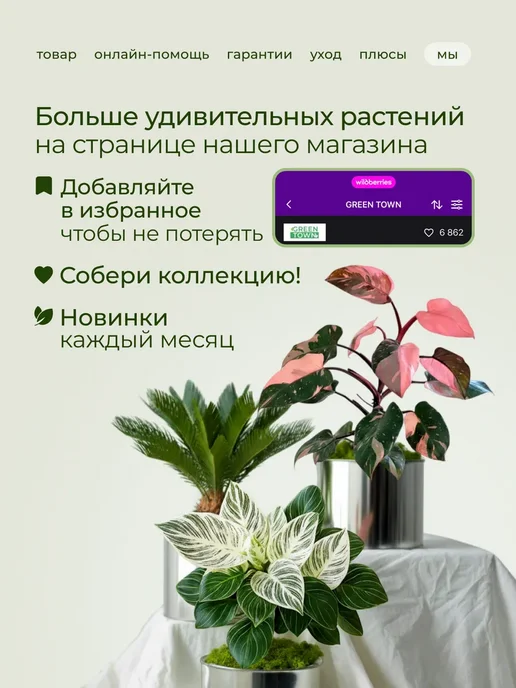 ROOTED Драцена Маргината живое растение, зеленый, фото 16