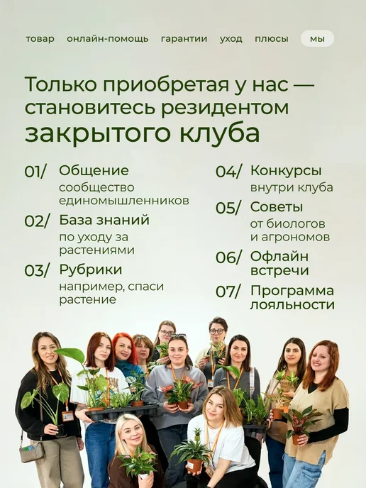 ROOTED Драцена Маргината живое растение, зеленый, фото 17