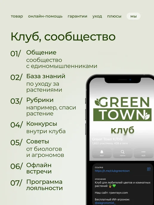 ROOTED Драцена Маргината живое растение, зеленый, фото 18