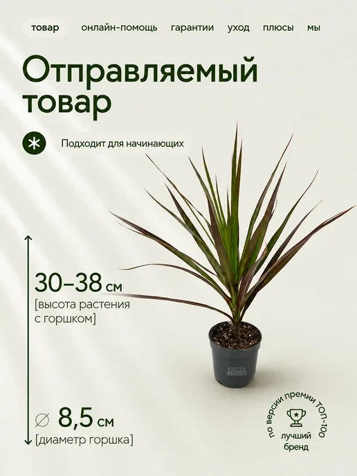 ROOTED Драцена Маргината живое растение, зеленый, фото 2