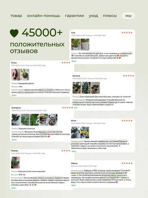 ROOTED Драцена Маргината живое растение, зеленый, фото 20