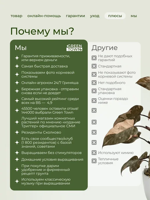 ROOTED Драцена Маргината живое растение, зеленый, фото 3