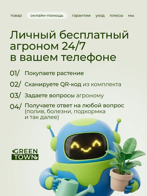 ROOTED Драцена Маргината живое растение, зеленый, фото 4
