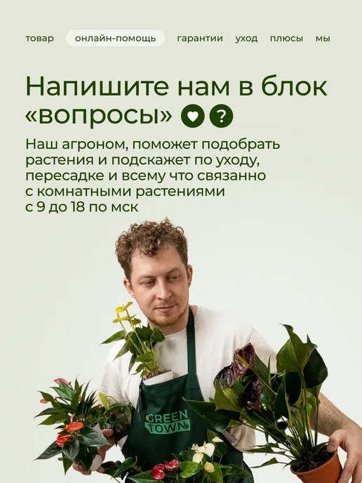 ROOTED Драцена Маргината живое растение, зеленый, фото 5