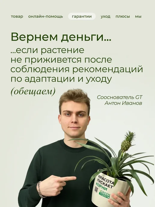 ROOTED Драцена Маргината живое растение, зеленый, фото 6
