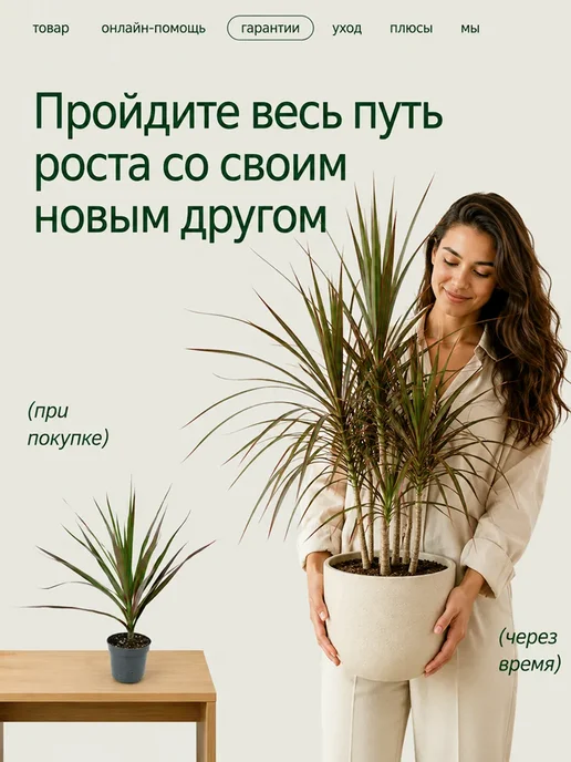 ROOTED Драцена Маргината живое растение, зеленый, фото 7