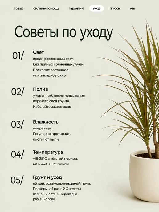 ROOTED Драцена Маргината живое растение, зеленый, фото 8