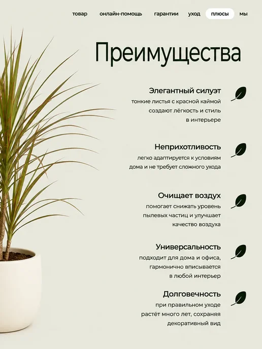 ROOTED Драцена Маргината живое растение, зеленый, фото 9