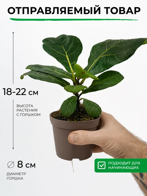 ROOTED Фикус Лирата Бамбино живое комнатное растение, вариант, фото 2