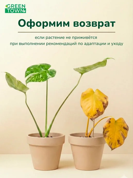 ROOTED Фикус Лирата Бамбино живое комнатное растение, вариант, фото 6