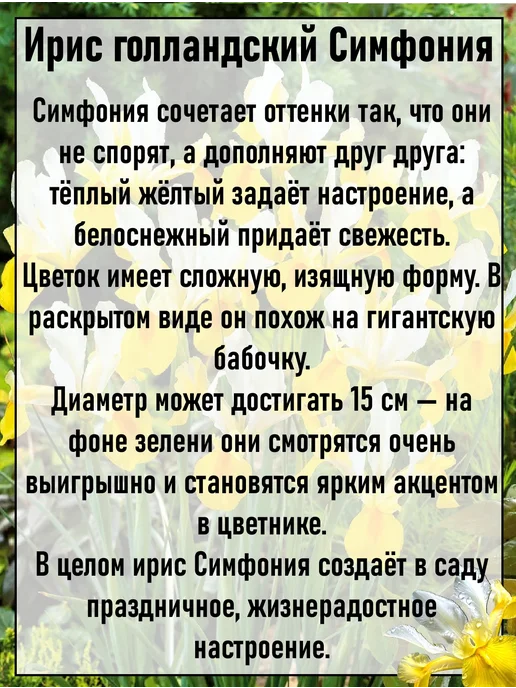Ирисы луковицы многолетние цветы 5 шт, синий, фото 3