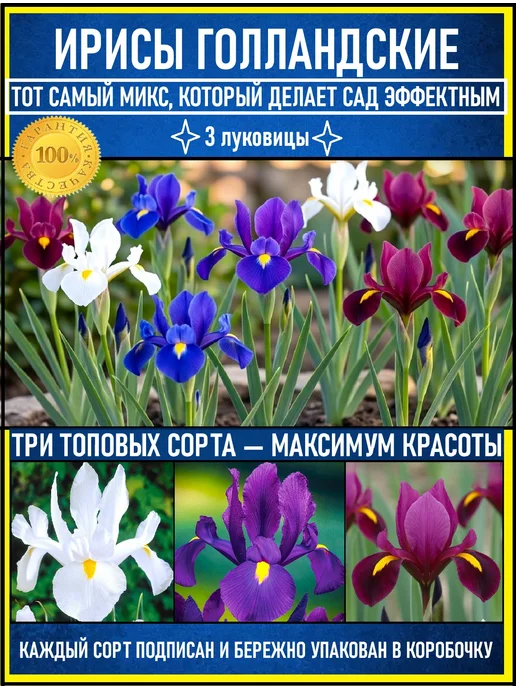 Ирисы луковицы многолетние цветы 5 шт, 3 шт