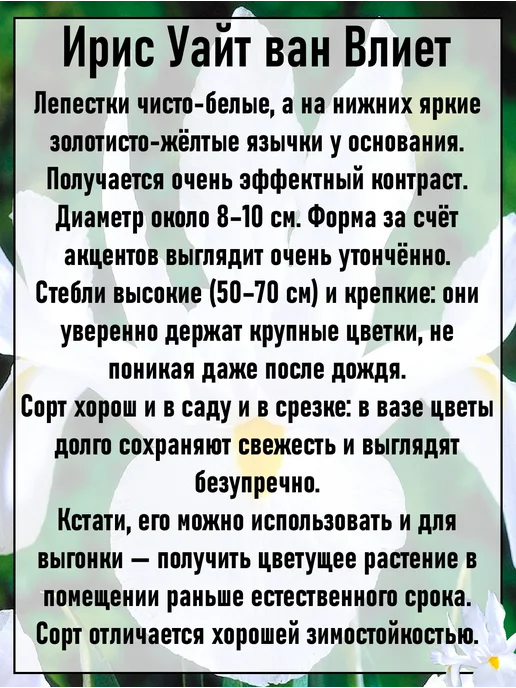 Ирисы луковицы многолетние цветы 5 шт, 3 шт, фото 3