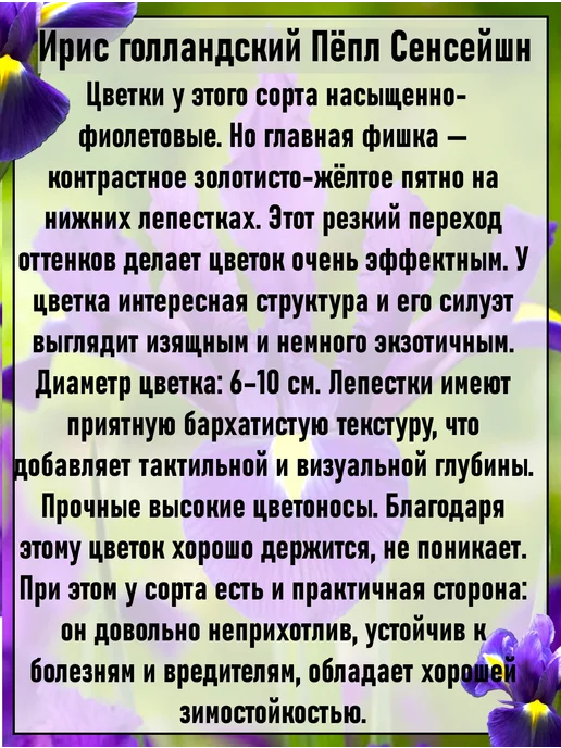 Ирисы луковицы многолетние цветы 5 шт, 3 шт, фото 5