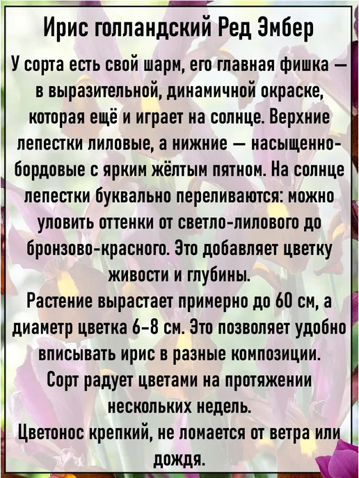 Ирисы луковицы многолетние цветы 5 шт, 3 шт, фото 7