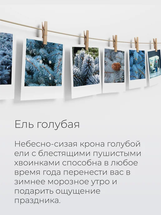 Магия Цветов Индийская сирень Набор для выращивания растений, голубой, фото 2