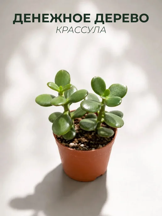 sinitsa_leaf Денежное дерево, живое растение, 1шт, 1 шт, фото 2