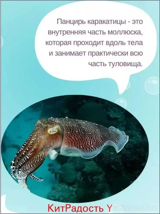 Натуральный обессоленный панцирь каракатицы, 10 шт, 10 шт, фото 5