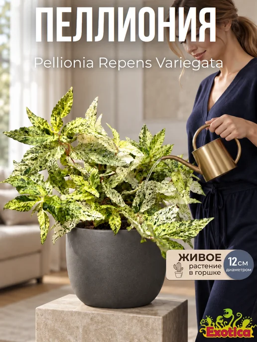 EXOTICA Эписция Серебряное Сияние (Episcia) D12см, живой цветок, Пеллиония Ползучая Вариегатная редкое