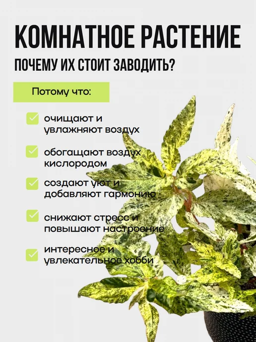 EXOTICA Эписция Серебряное Сияние (Episcia) D12см, живой цветок, Пеллиония Ползучая Вариегатная редкое, фото 2