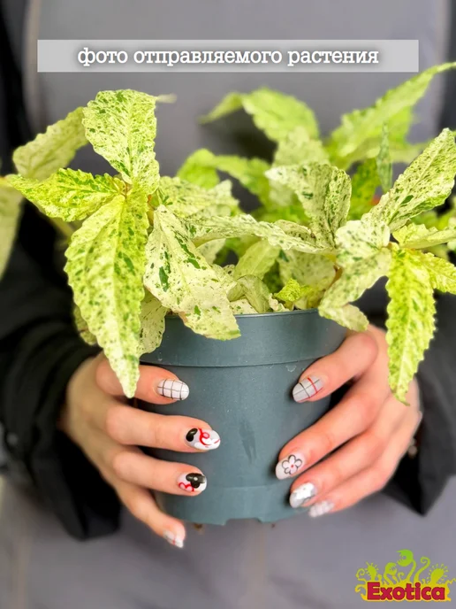 EXOTICA Эписция Серебряное Сияние (Episcia) D12см, живой цветок, Пеллиония Ползучая Вариегатная редкое, фото 3