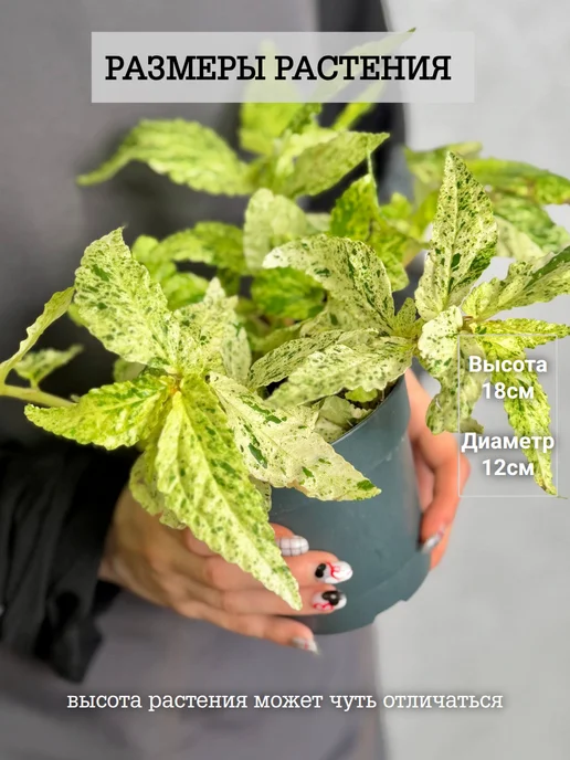 EXOTICA Эписция Серебряное Сияние (Episcia) D12см, живой цветок, Пеллиония Ползучая Вариегатная редкое, фото 4