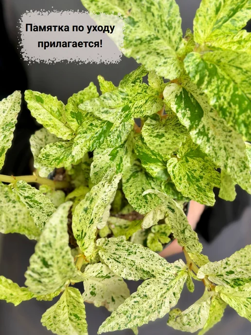 EXOTICA Эписция Серебряное Сияние (Episcia) D12см, живой цветок, Пеллиония Ползучая Вариегатная редкое, фото 5
