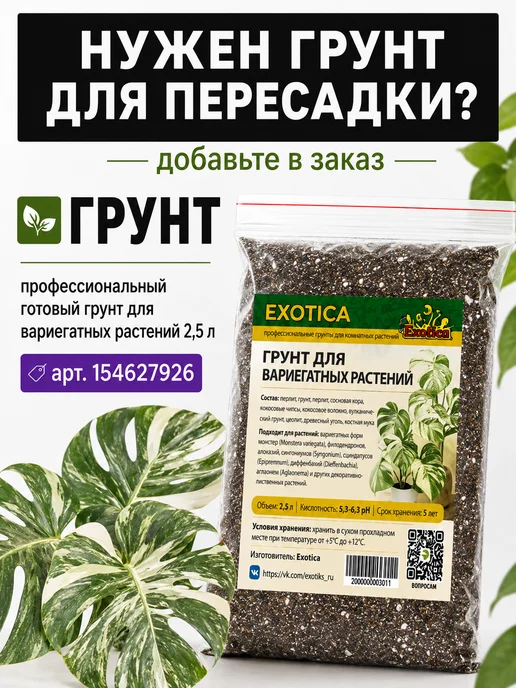EXOTICA Эписция Серебряное Сияние (Episcia) D12см, живой цветок, Пеллиония Ползучая Вариегатная редкое, фото 6