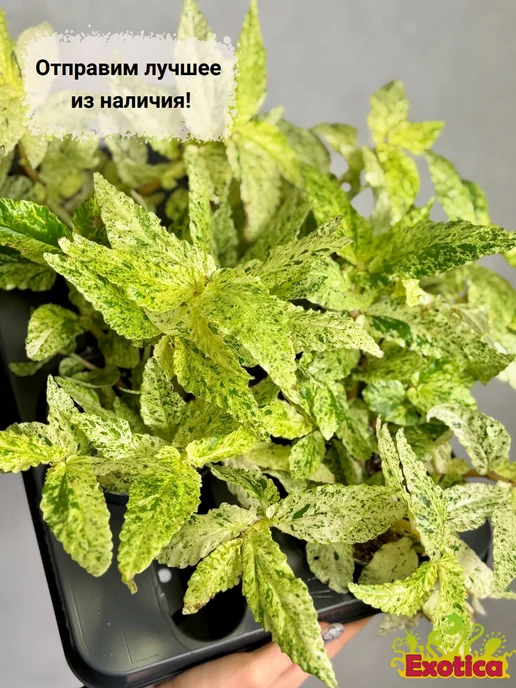 EXOTICA Эписция Серебряное Сияние (Episcia) D12см, живой цветок, Пеллиония Ползучая Вариегатная редкое, фото 7